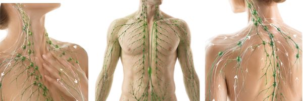 Illustration showing the human lymphatic system and lymphatic pathways throughout the body