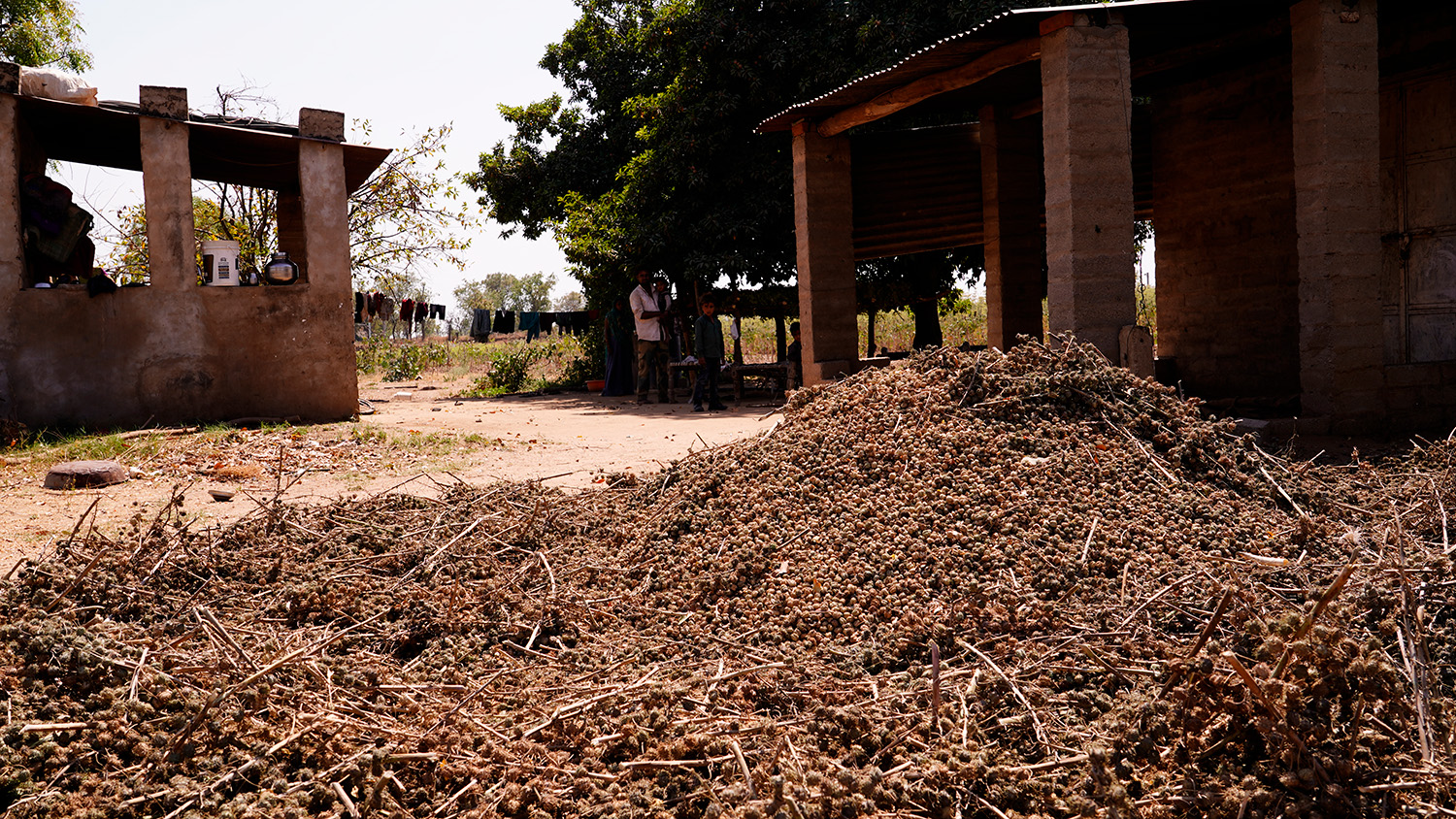 Castor Oil Village India The Kutch Castor Seeds Unhulled