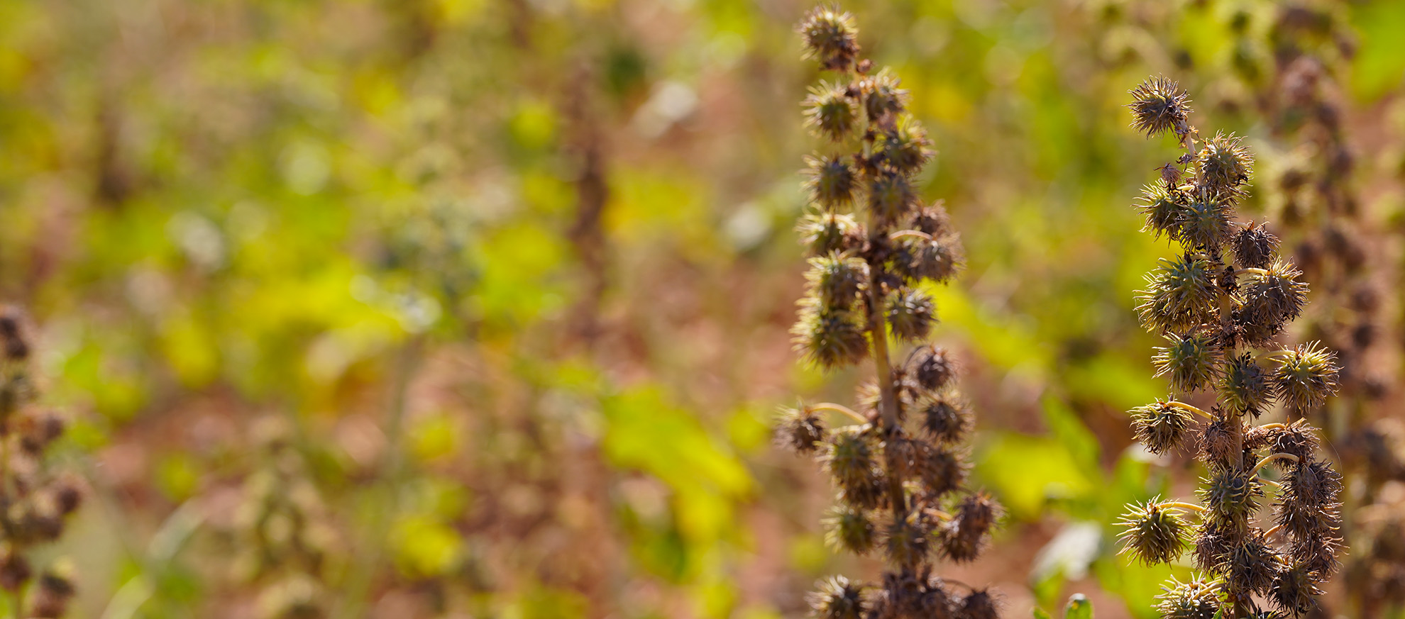 Grasses of Life Organic Castor Seed Farm
