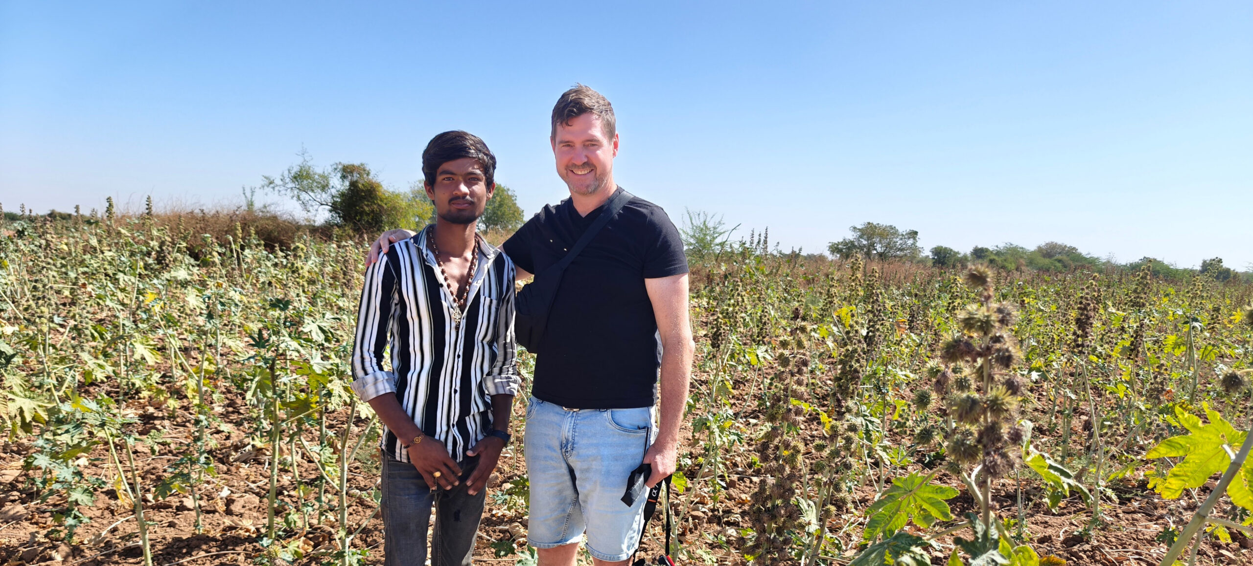 Organic castor plants growing in the Kutch region of India